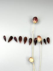 Crimson ash